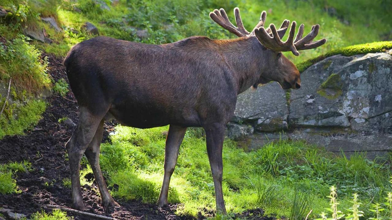 Villa Granhede -Sjoelaege Med Badtunna, Eldstad Med Mera Torsby Eksteriør billede